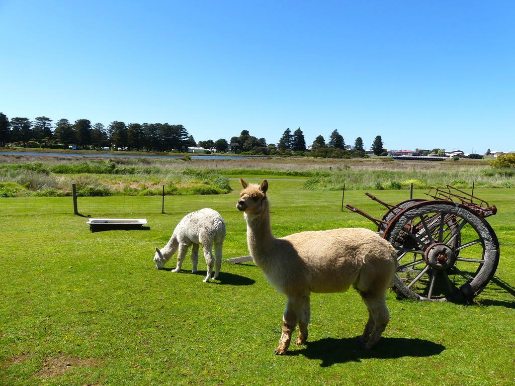 Pelican Waters Holiday Park Port Fairy Exteriör bild